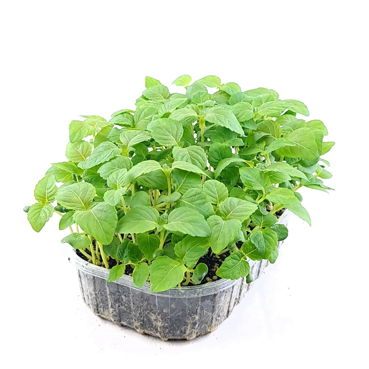 Perilla Shiso Green