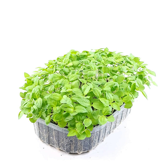 Baziliks Citronu