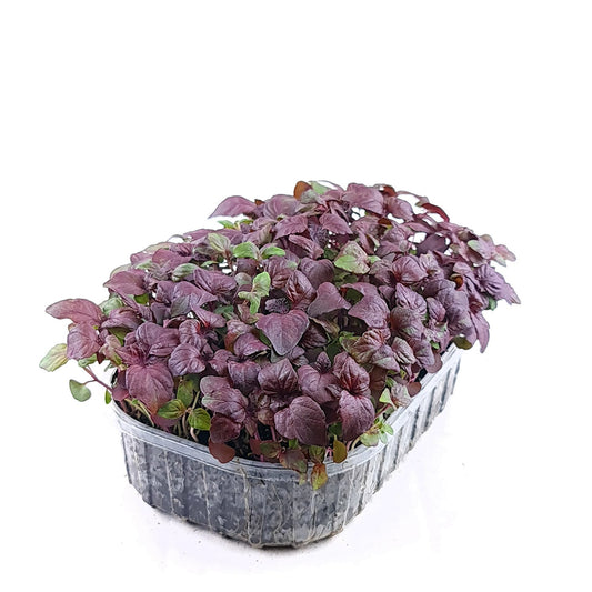 Perilla Shiso Red