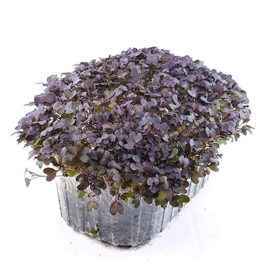 Sinepes Mizuna Red