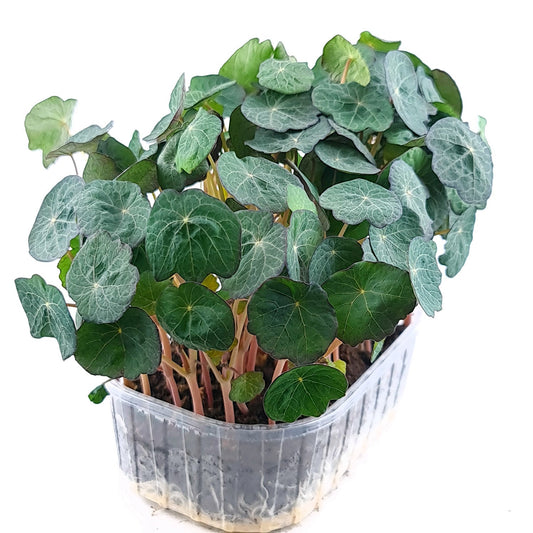 Nasturtium (Lielā krese)